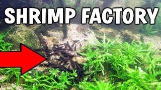 SHRIMP BREEDING FACTORY! - How To Breed Freshwater Shrimp