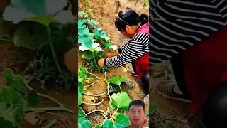 Pumpkin Pruning: Concentrates Nutrients, Increases Yield, Cuts Disease, Easier to Care For #farming