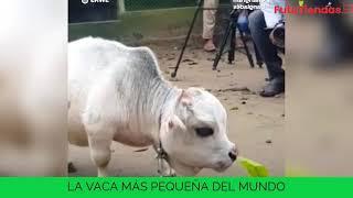 la vaca más pequeña del mundo ganó el record Guinness 