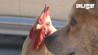 한 걸음 뒤에 항상 내가 있었닭.. l Chicken Has A Crush On A Dog