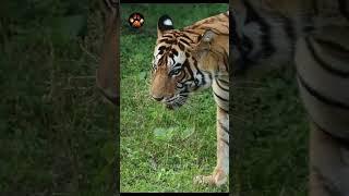 Tiger Came Too Close To Our Jeep #shorts #shortsvideo #discoverwildpaws