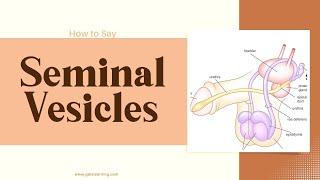 How to Say Seminal Vesicles In British English