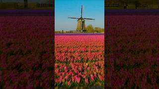 Flight over a sea of tulips, revealing a windmill as a backdrop. Simply picturesque! 