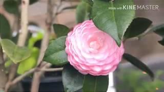 Aling Pudang: How to plant Camellia Japonica in pots