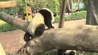 Pandas competing for a sunbathing spot