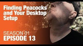 Finding Peacocks and Your Desktop Setup