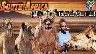 ஜம்முனு ஒரு Lion Safari போகலாம் வாங்க  - African Lion Safari #africansafari