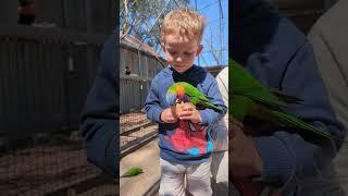 Feeding the Lorikeet's ice cream cones #lorikeet #birds #hunterkingplay #play #zoo #fun #feeding