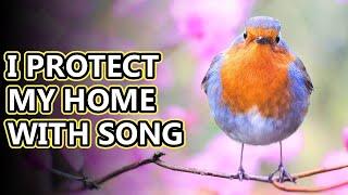 European Robin facts: robin redbreasts | Animal Fact Files