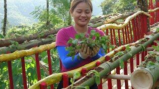 Harvesting bamboo tubes, Using bamboo tubes grow vegetables, BUILD CABIN OFF GRID FARM