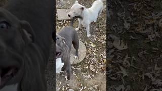 Playful Dogs Pitbull bully breeds