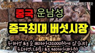 중국 최대 송이버섯시장 송이버섯 1키로 32000원. 송로버섯 8만원