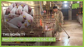 Thu nghìn tỷ nhờ mô hình nuôi lợn đặc biệt | VTC16