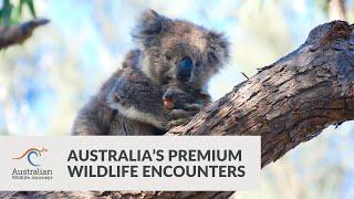 Australia's Premium Wildlife Encounters | Australian Wildlife Journeys