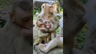 02-14-25 NavyDom VE #monkey #poormonkey #funnyshorts  #abandonedmonkey #fypシ゚ #cuteanimals