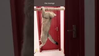 the revenge #dog #cat #funny #tiktok #revenge #passion #shorts #short