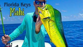 Florida Keys Mahi Mahi | Trolling vs Chumming