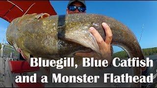 Bluegill, Blue Catfish and a Monster Flathead - Learn How To Catch Bluegill for Catfishing Bait