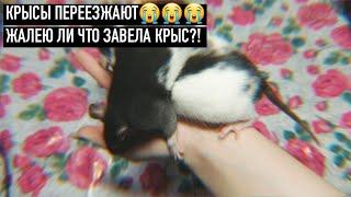 КРЫСЫ ПЕРЕЕЗЖАЮТ... / ЖАЛЕЮ ЧТО ЗАВЕЛА КРЫС?! | ДЕНЬ ИЗ ЖИЗНИ МОИХ ЖИВОТНЫХ