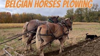 Belgian draft horses pulling a LeRoy walking plow.