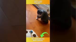 Tente não rir com esse gato - Tente não rir 2022 - Tente não rir - #Shorts