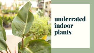 Underrated Indoor Plants & Why We Love Them