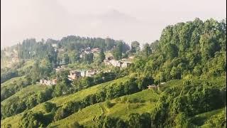 Darjeeling tea garden # Queen of Hills#Artur Homan #relexing tree#Real life # poarna nature girl