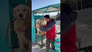 The tramp shared the last egg among the two golden retrievers