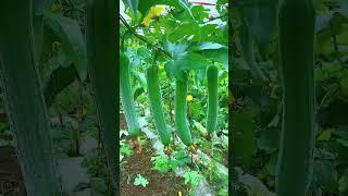 Organic sponge gourd farming