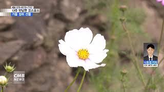 [전남뉴스][리포트] 전남 나주 반남면에 만개한 코스모스, 가을 정취 선물