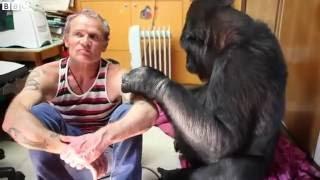 When bassist Flea met Koko the gorilla   BBC News