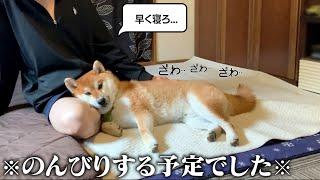 20代。実家暮らし。誰も憧れない飼い主と柴犬の休日ルーティン。