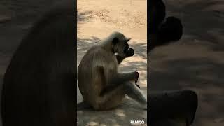 How monkey eats banana