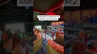 УГАДАЙ ИСПОЛНИТЕЛЯ ПО КАВЕРУ НА СКРИПКЕ #Квиз #КвизТверь #СтоДрузей #100Друзей #Тверь