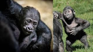 Meet Charlotte & Bo: The Western Lowland Gorilla Twins