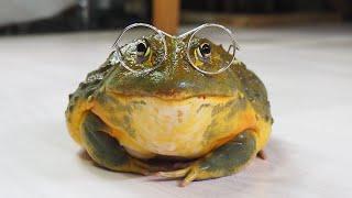 20種類以上のカエルが暮らすわが家の1番大きい子の重さを計ったらすごかった！     Weigh giant frogs!