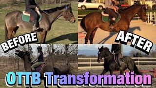 OTTB Transformation: Retraining Two Racehorses