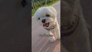 미용하러 가는 꼬질이 강아지 #강아지 #말티즈 #귀여운강아지