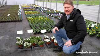 Syngenta Flowers Spring perennials