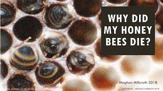 Why Did My Honey Bees Die?