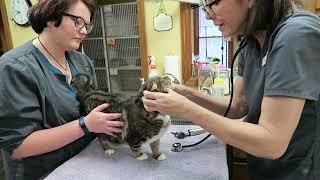 Cat Care of Fayette - Fayetteville, GA