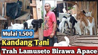 1.500 Bibit Kambing PE Kaligesing Di Kandang Tani#bibitkambing #kambingpe #ternakkambing