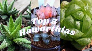 🪴Top 5 Haworthias 🪴 Most beautiful succulents!