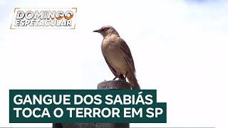 Gangue dos sabiás: passarinhos atacam moradores de condomínio para proteger filhotes