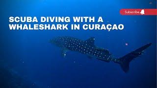 Scuba Diving with a Whaleshark in Curaçao | Dive Travel Curaçao