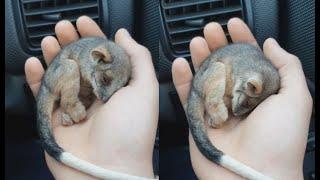 Farmer Saves Baby Possum From Freezing