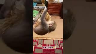 Високо пригає  #animal #monkey #funny #funnymonkey #animalmonkey