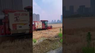 Harvesting season in China  #china #foodsecurity #food #agriculture #farming #fyp #viral