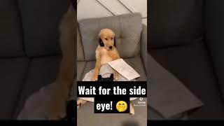 Pampered Pets be like....  | Here's today's vet bill TikTok trend! | Golden Retrievers Of TikTok!