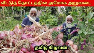 சந்தோஷத்தில் தமிழ் கிழவன் அமோக அறுவடை | Jaffna Tamil Kilavan